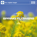 DAJ223 ＳＰＲＩＮＧ ＦＬＯＷＥＲＳ 【春の花】