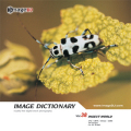 imageDJ Image Dictionary Vol.38  