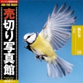 売切り写真館 JFI Vol.029 鳥たち Birds